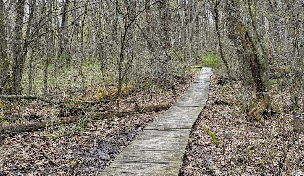 trail view in Brigham Park